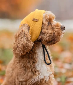 sugar dog Bonnet pour chien Evin mangue dorée New