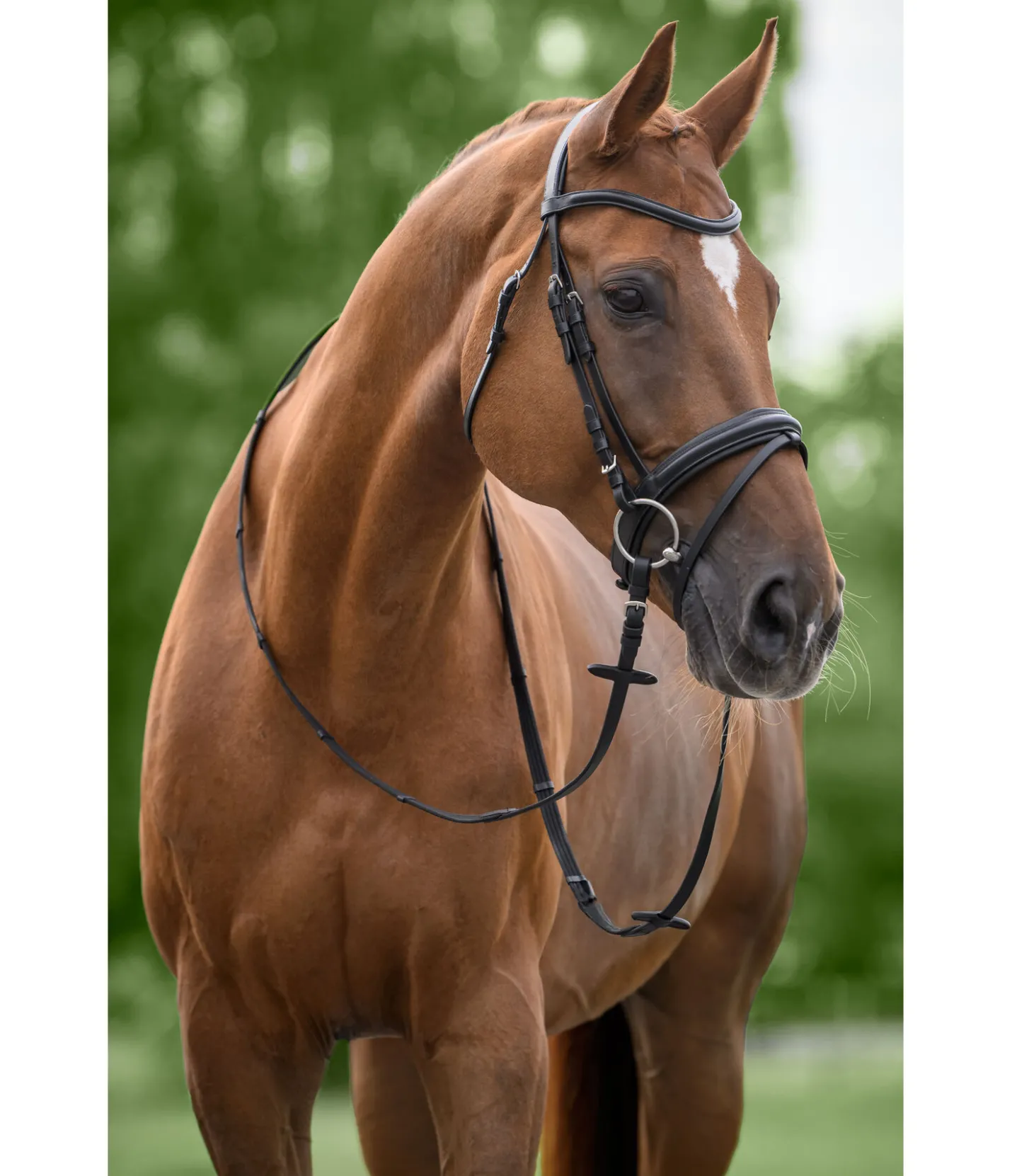 SHOWMASTER Bridon Candy noir/argenté New
