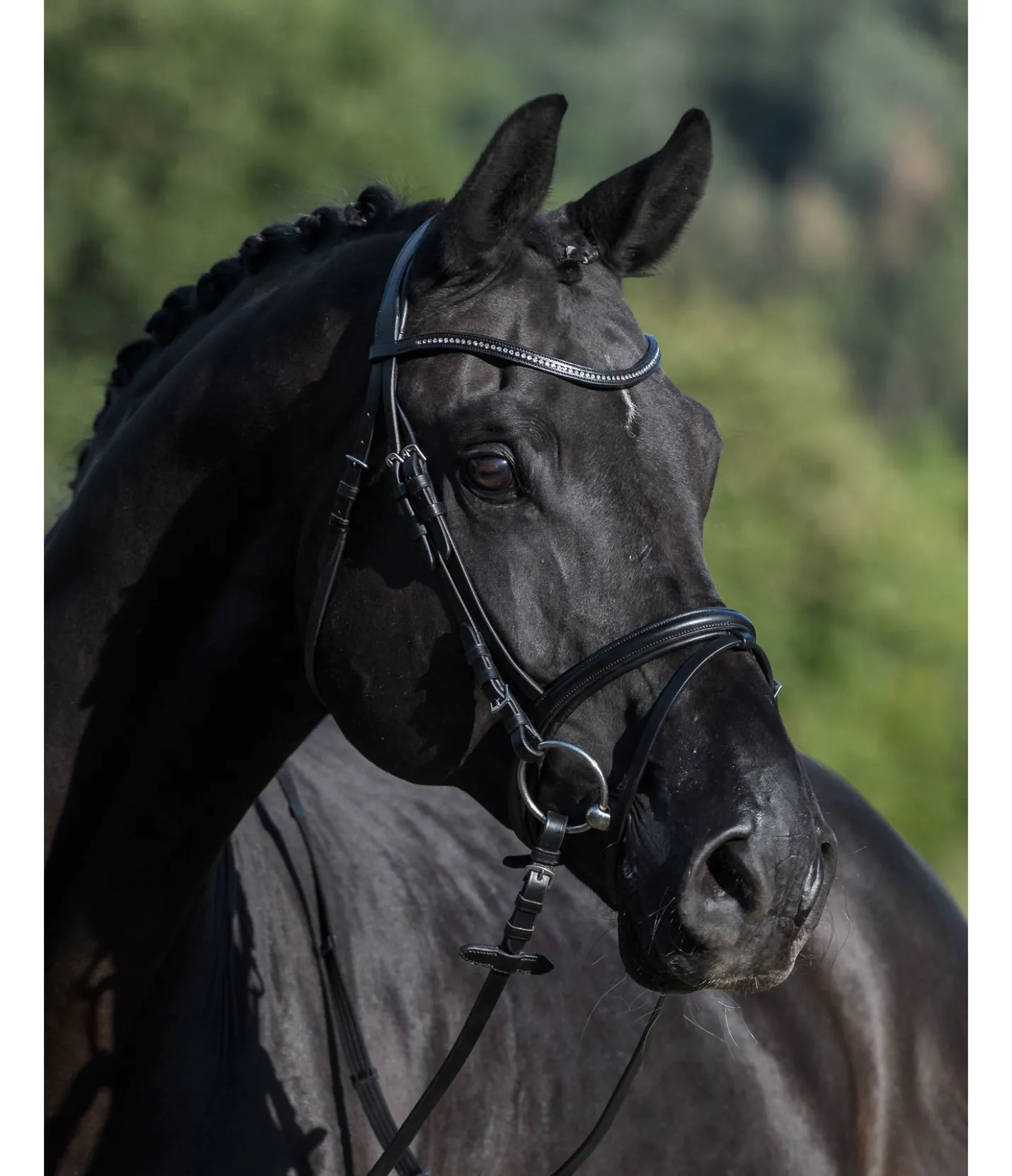 SHOWMASTER Bridon Panama noir