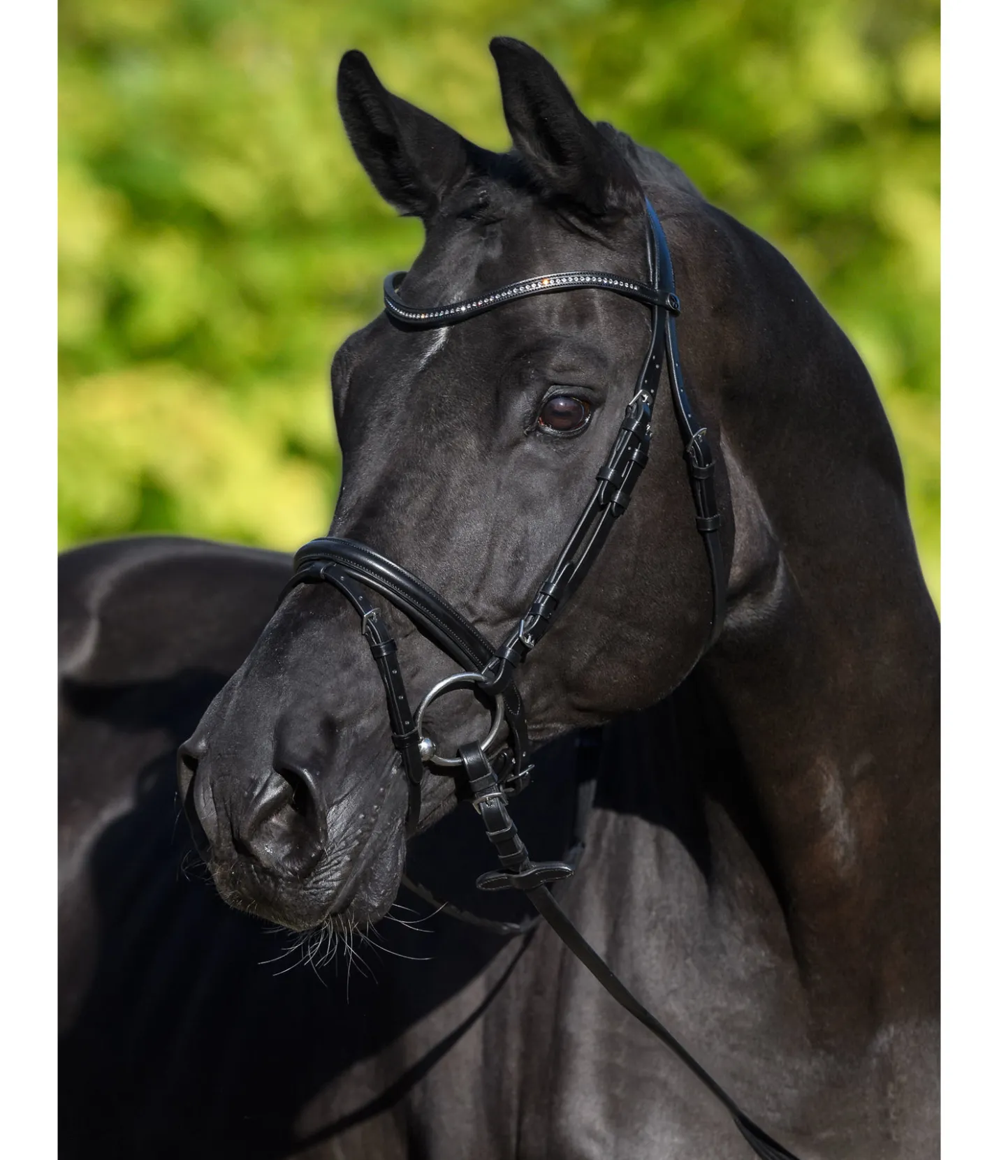 SHOWMASTER Bridon Panama noir
