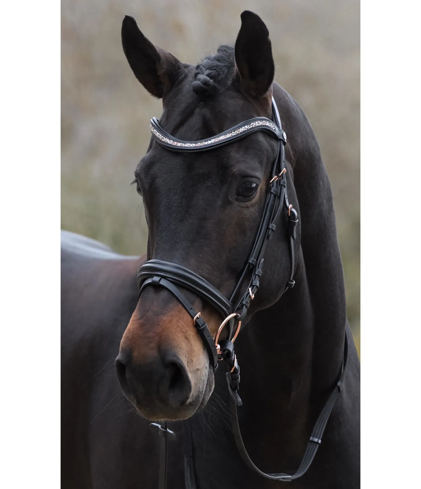 SHOWMASTER Bridon Rosalinde noir Discount