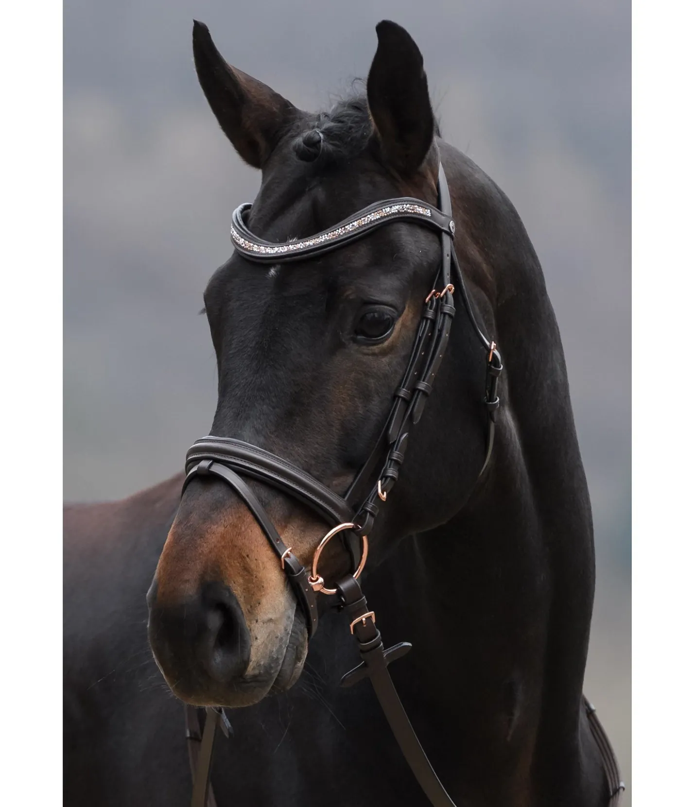 SHOWMASTER Bridon Rosalinde marron foncé New