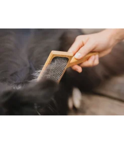 sugar dog Carde pour chien Woody Best