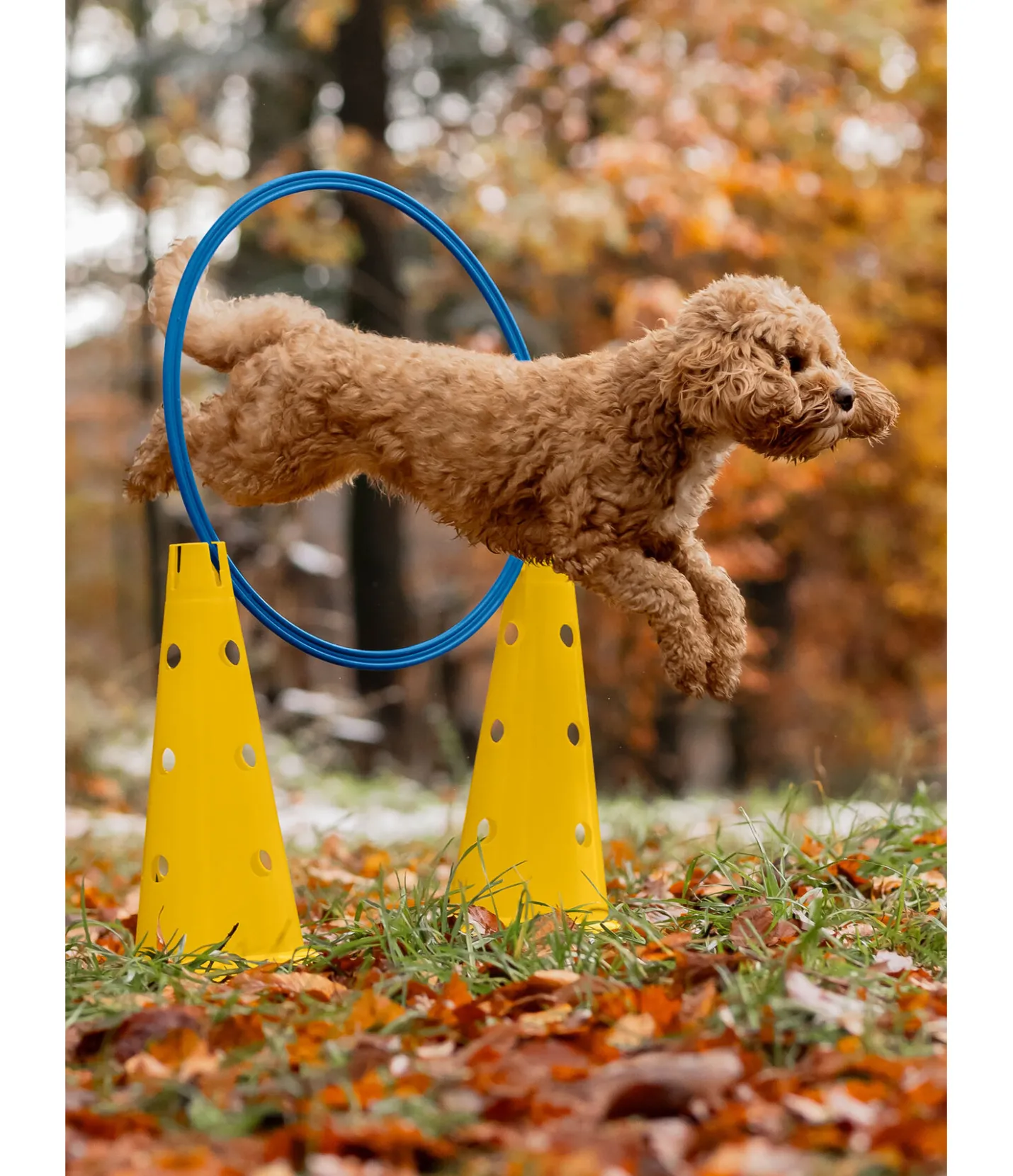 sugar dog Cônes d'agility jaune