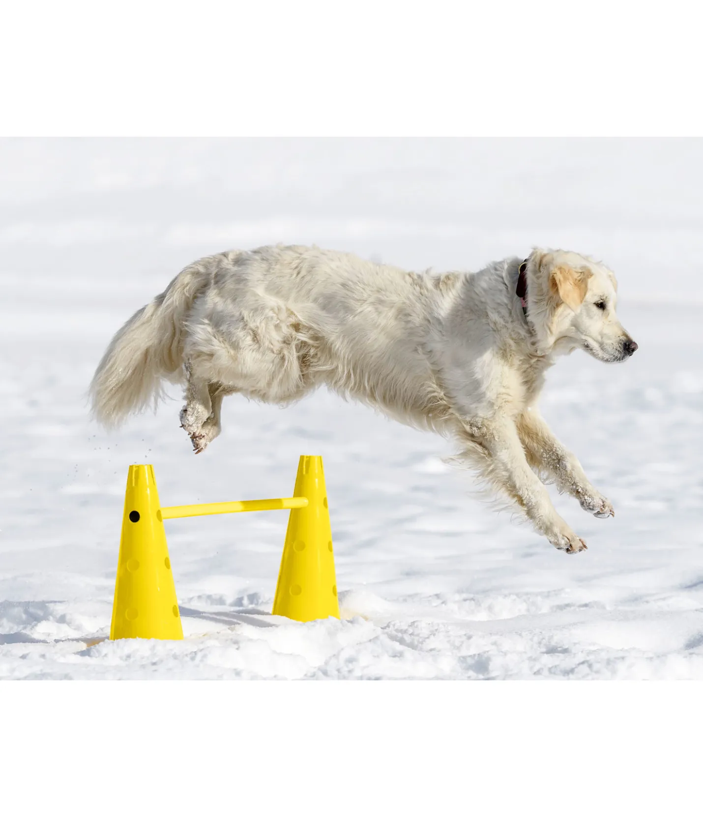 sugar dog Cônes d'agility jaune