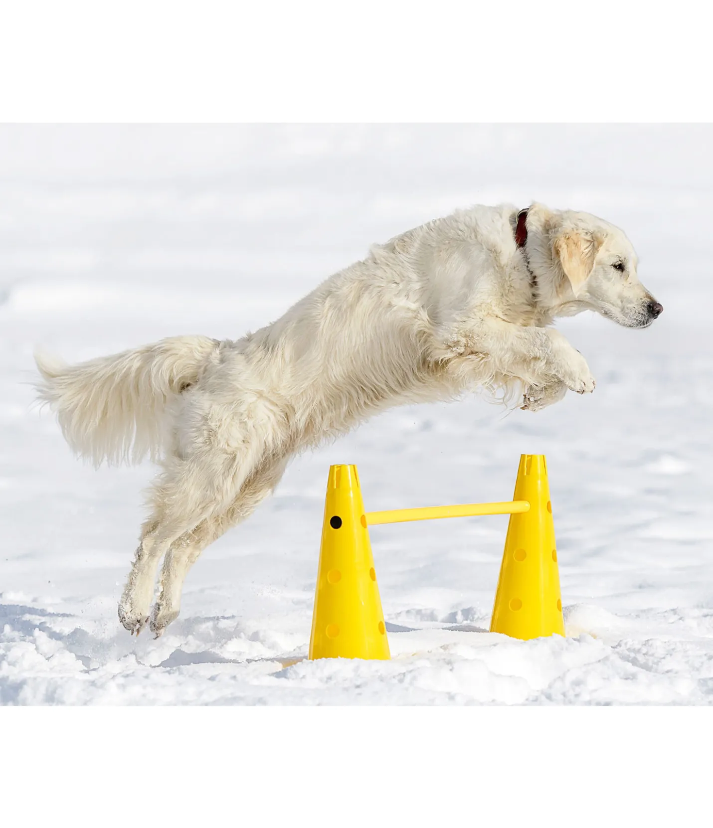 sugar dog Cônes d'agility jaune