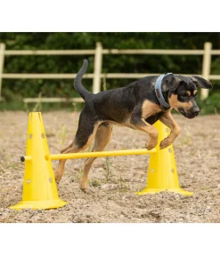 sugar dog Cônes d'agility jaune