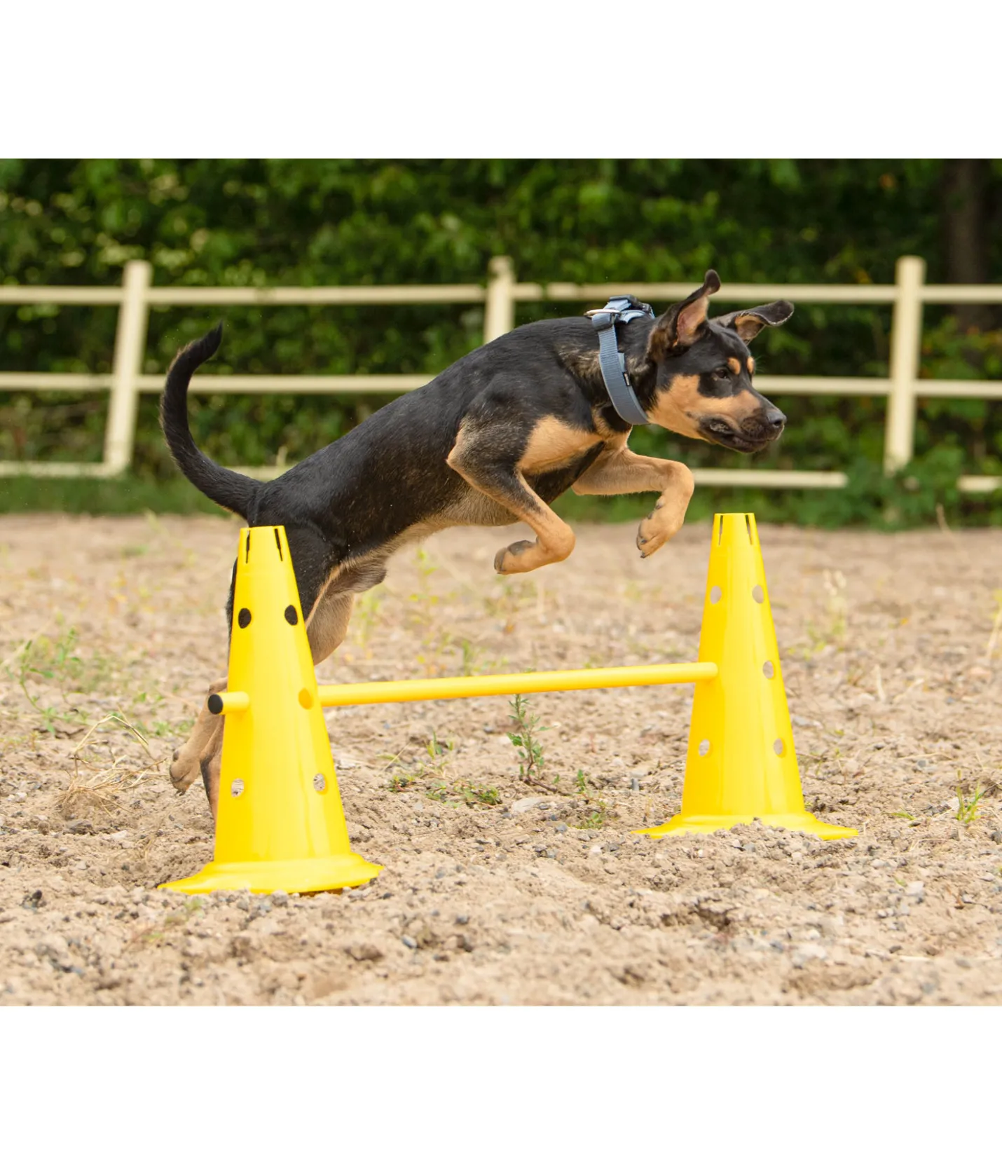 sugar dog Cônes d'agility jaune