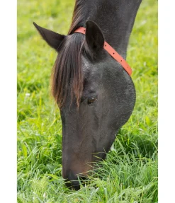 SHOWMASTER Collier anti-parasites pour cheval Outlet