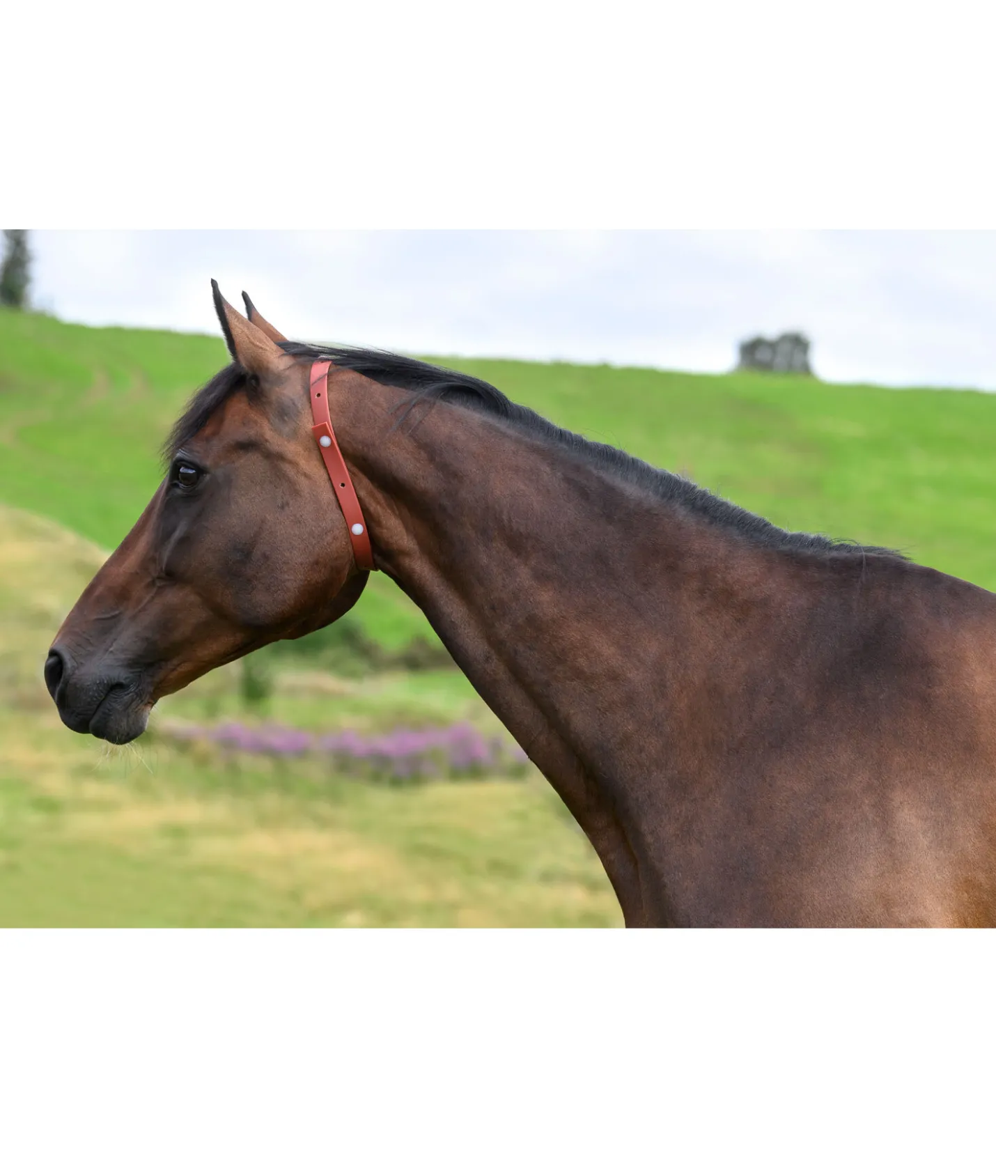 SHOWMASTER Collier anti-parasites pour cheval Outlet