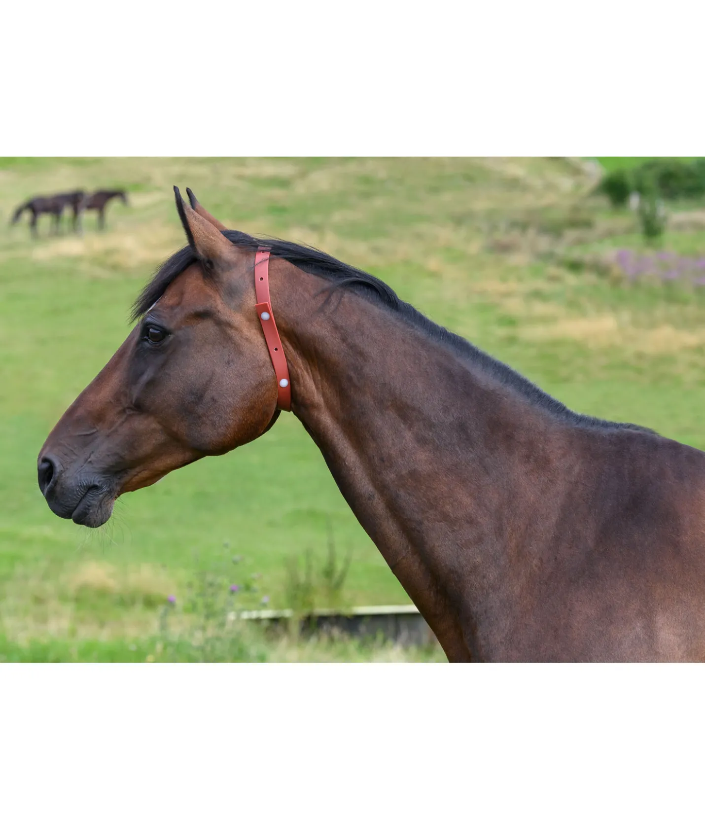 SHOWMASTER Collier anti-parasites pour cheval Outlet