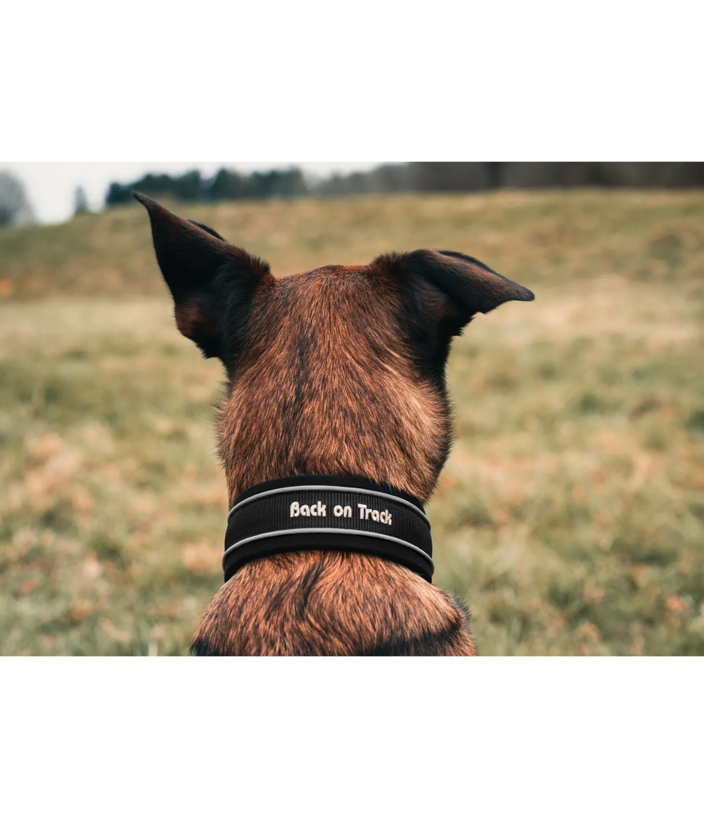 Back on Track Collier anti-traction pour chien Charlie noir Discount