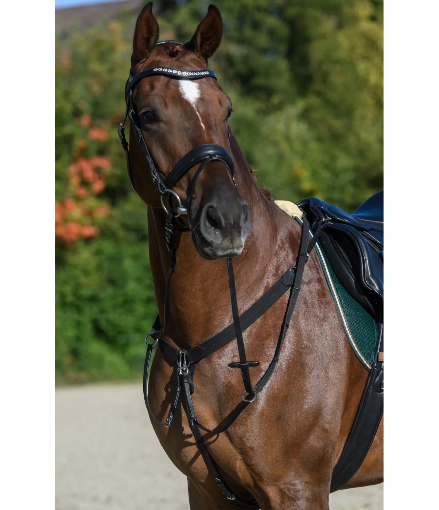 CLARIDGE HOUSE Collier de chasse en cuir gras Elastic Professional noir Online