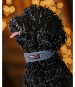 sugar dog Collier pour chien Becks bleu dauphin New