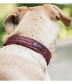 sugar dog Collier pour chien Becks bordeaux Hot