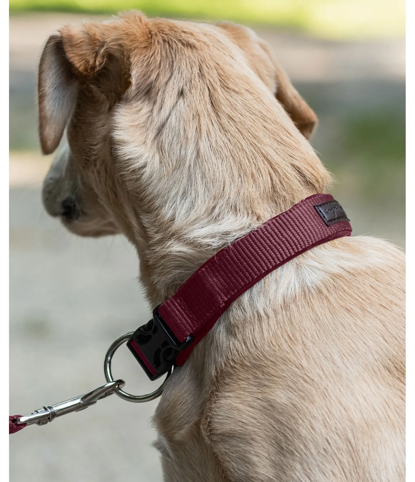 sugar dog Collier pour chien Becks bordeaux Hot