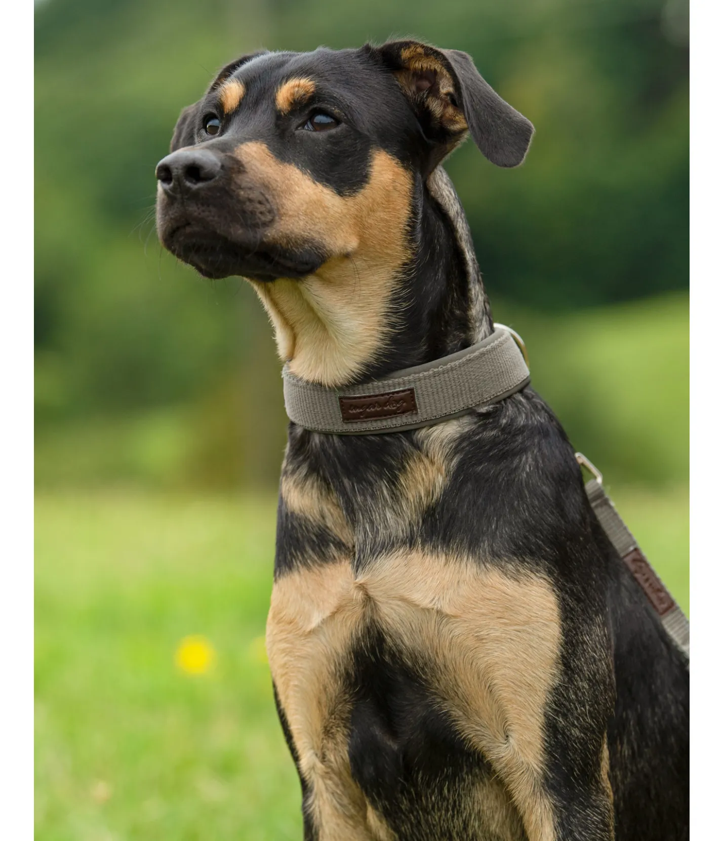 sugar dog Collier pour chien Becks olive Hot