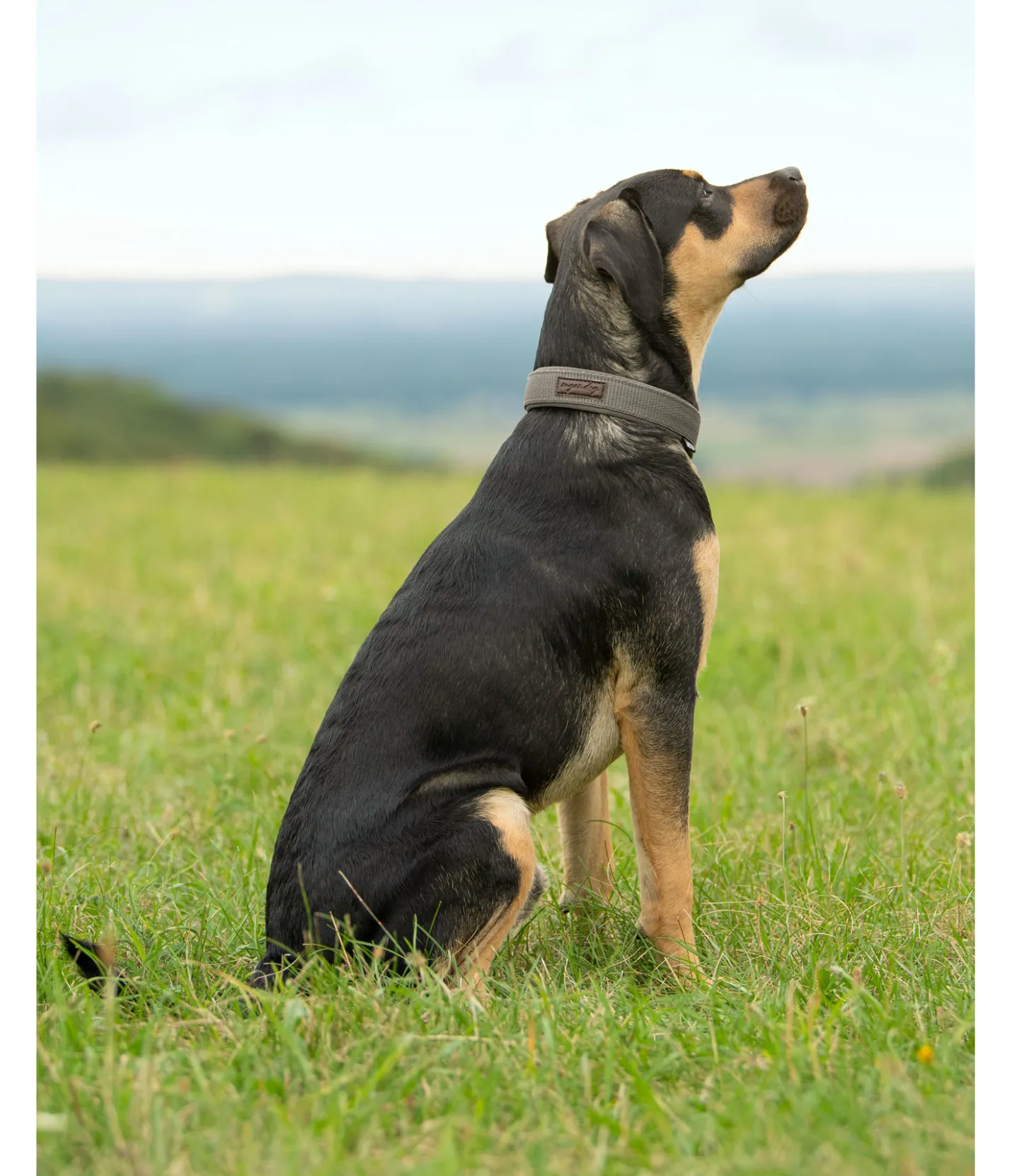 sugar dog Collier pour chien Becks olive Hot
