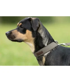 sugar dog Collier pour chien Becks olive Hot