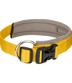 sugar dog Collier pour chien Becks mangue dorée