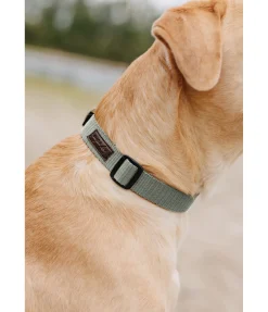 sugar dog Collier pour chien Champ olive Clearance