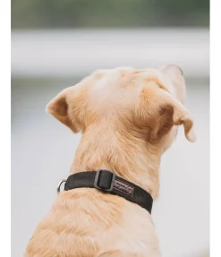 sugar dog Collier pour chien Champ noir Best