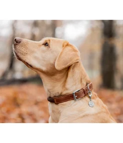sugar dog Collier pour chien Rope marron foncé Best