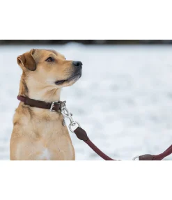 sugar dog Collier pour chien Rope bordeaux New