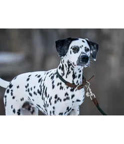 sugar dog Collier pour chien Rope thé vert