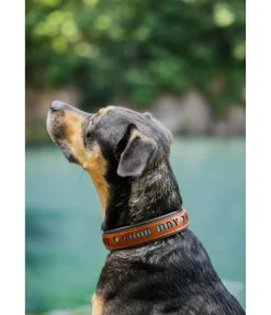 sugar dog Collier pour chien en cuir Good Dog turquoise Best