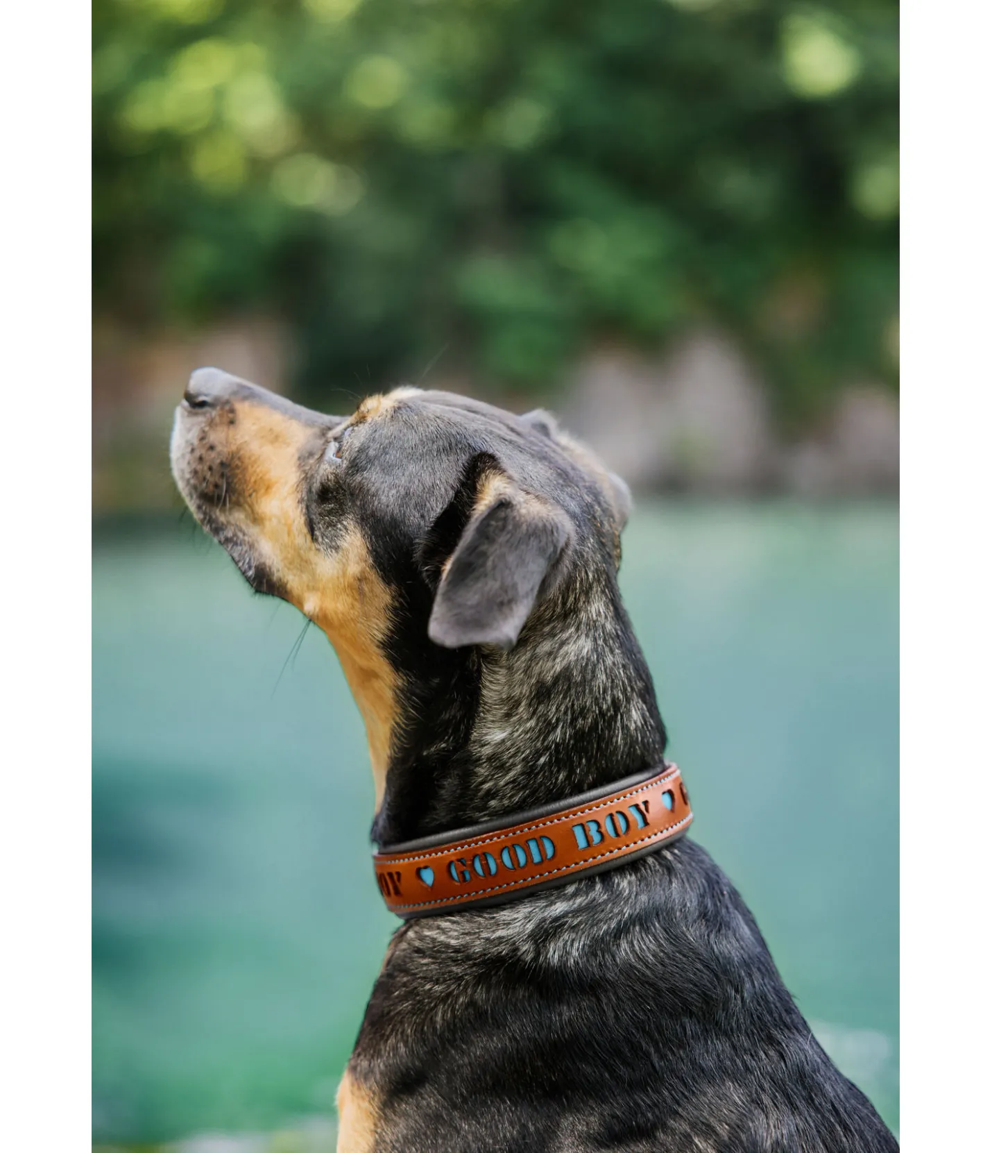 sugar dog Collier pour chien en cuir Good Dog turquoise Best