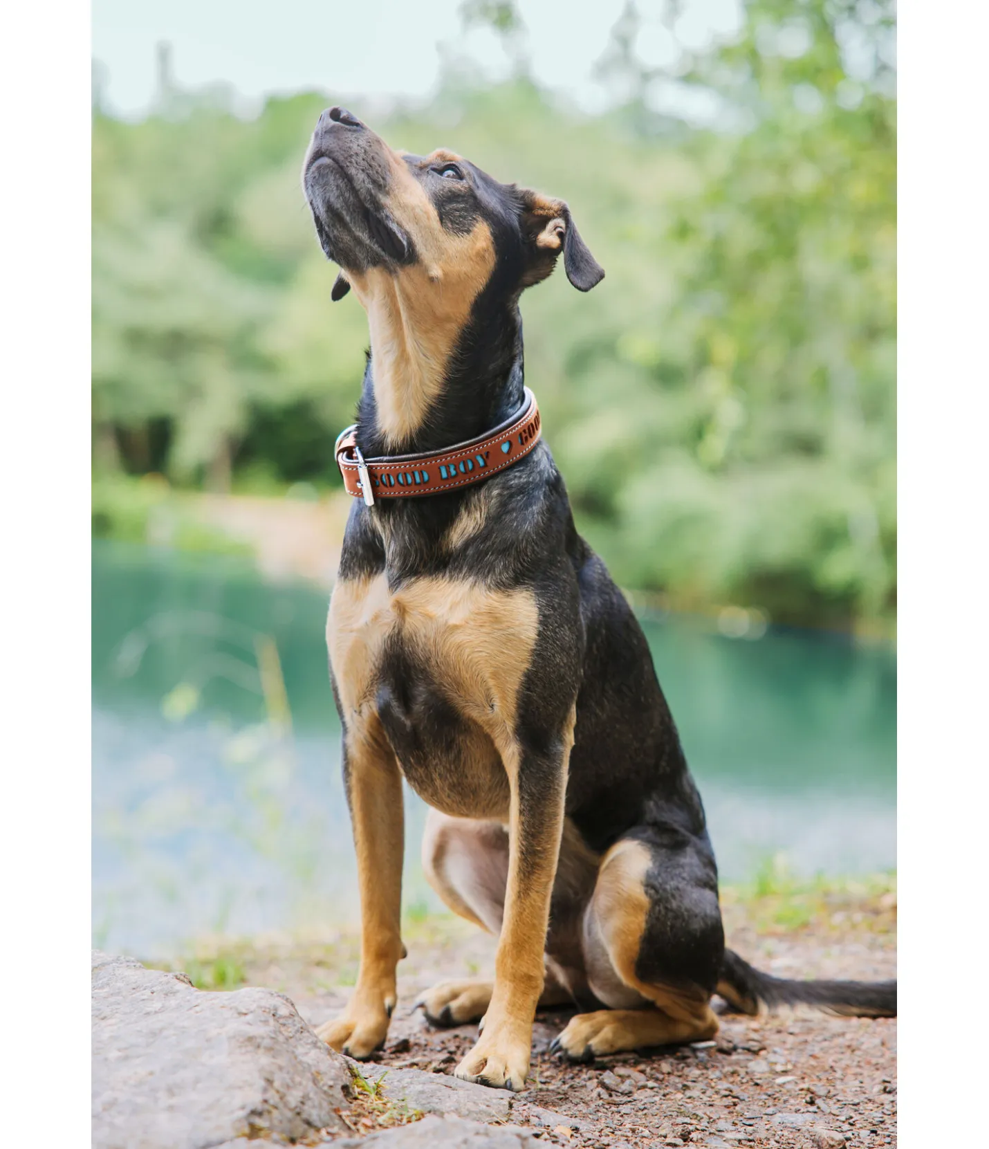 sugar dog Collier pour chien en cuir Good Dog turquoise Best