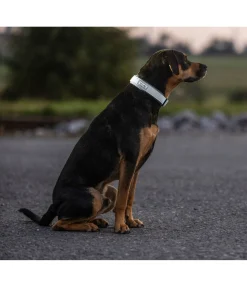 sugar dog Collier réfléchissant gris Best