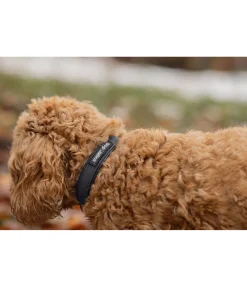 sugar dog Collier waterproof pour chien Mable noir New