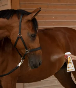 SHOWMASTER Déo pour chevaux Orange Noix Sale