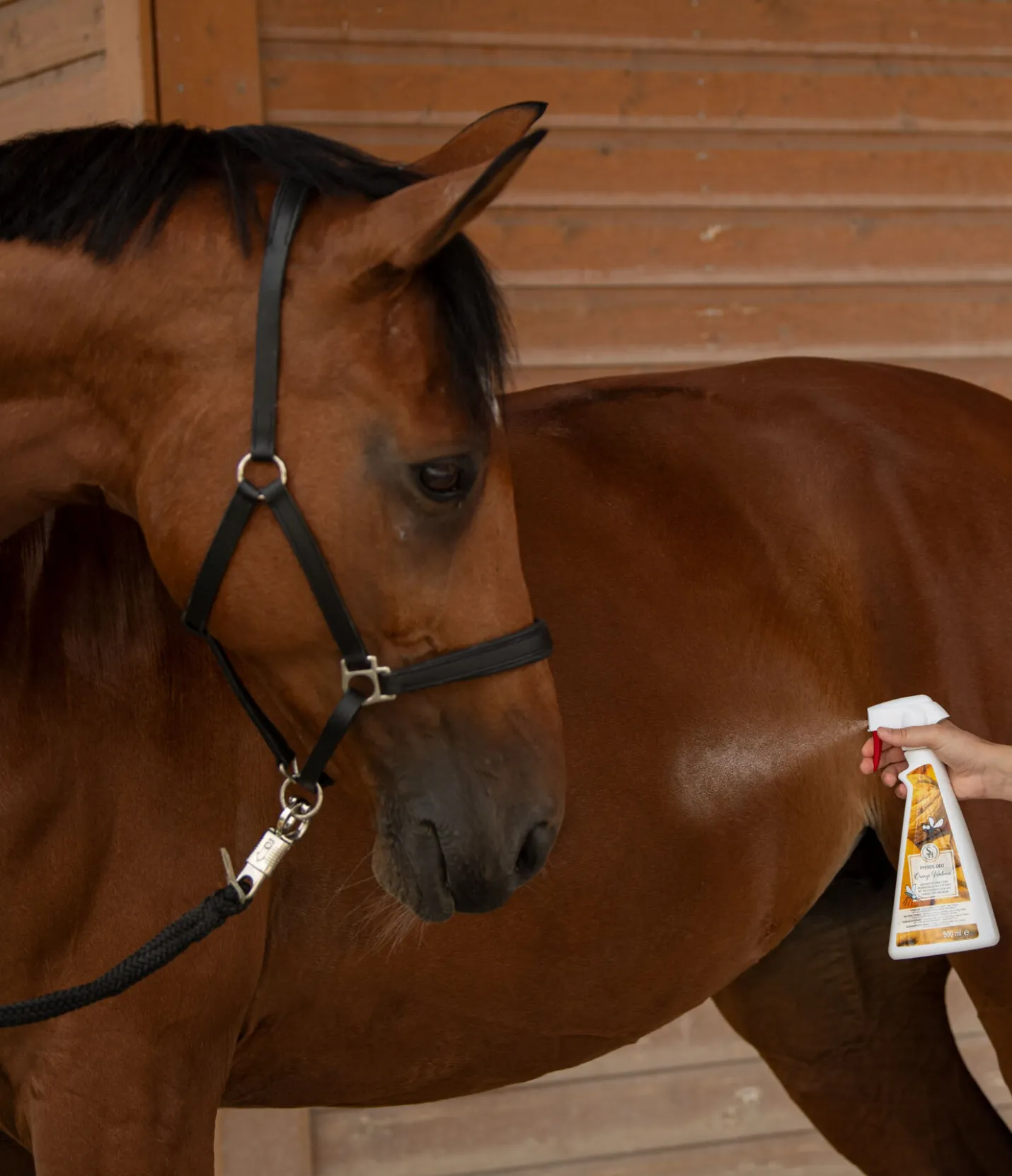 SHOWMASTER Déo pour chevaux Orange Noix Sale