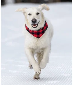 sugar dog Foulard pour chien Henry rouge Hot
