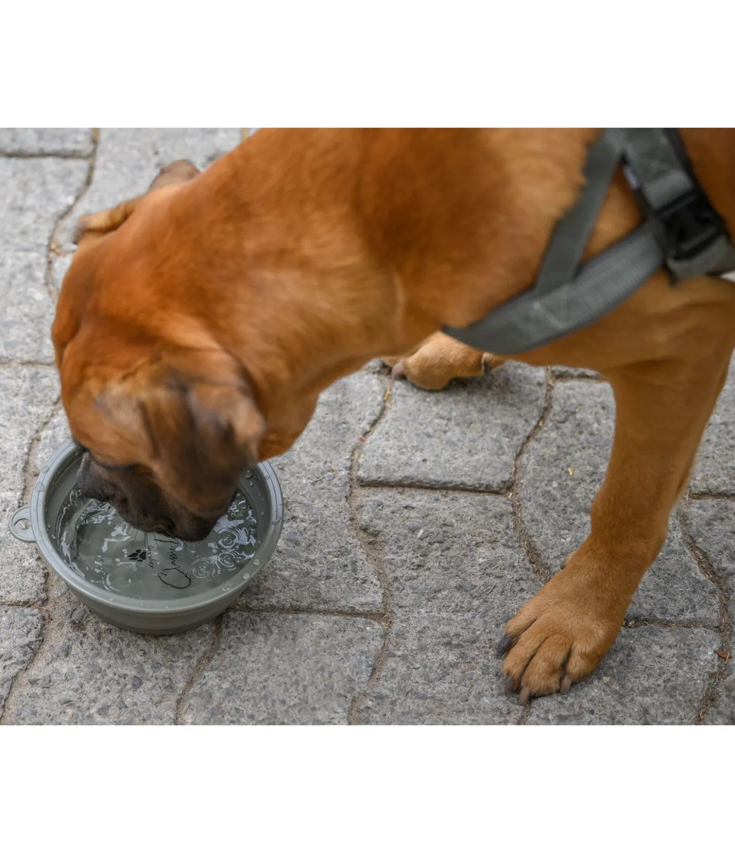 sugar dog Gamelle pliable pour chien Classic Line olive antique Hot