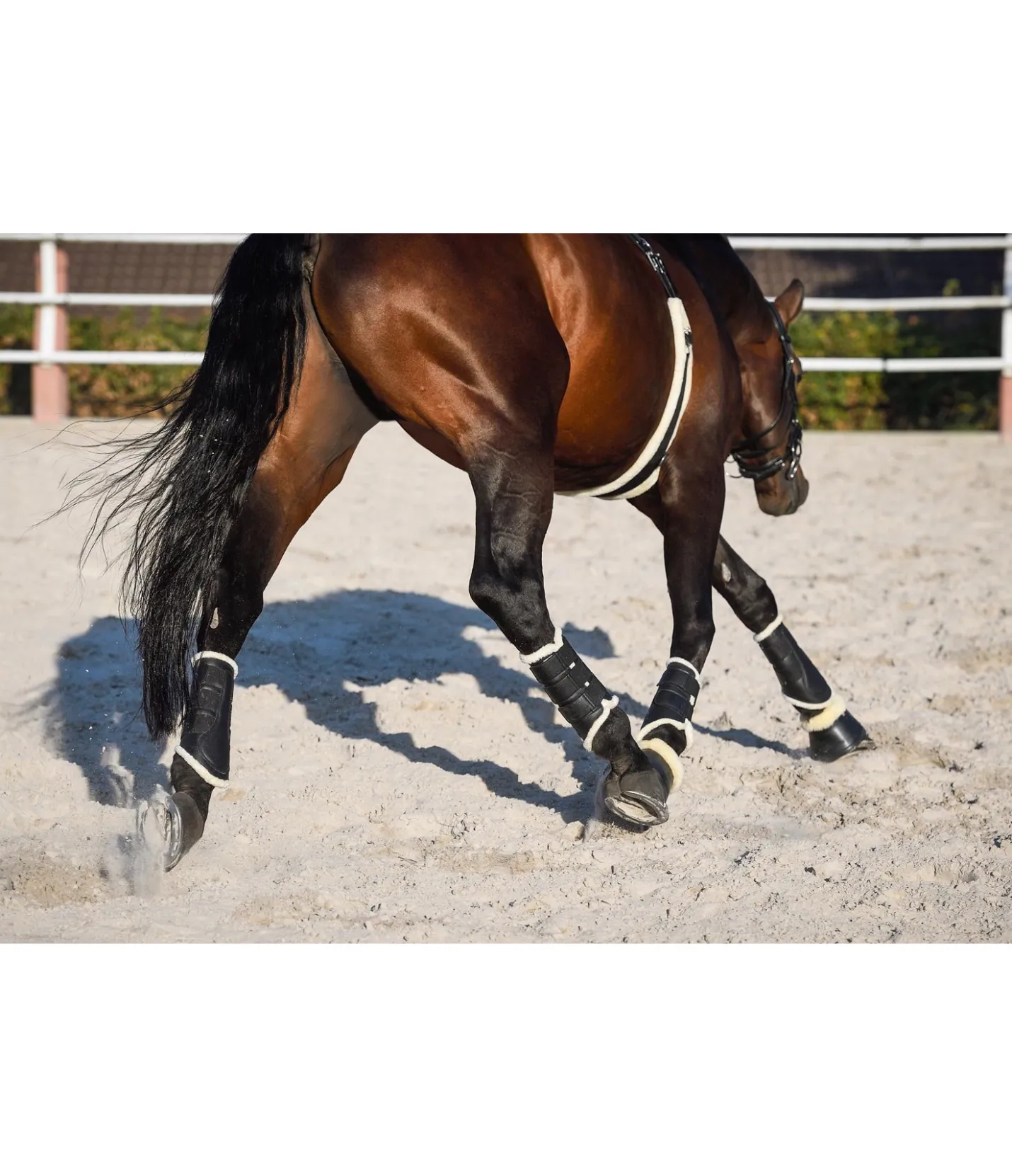 SHOWMASTER Guêtres de dressage postérieures en polaire Teddy noir Hot