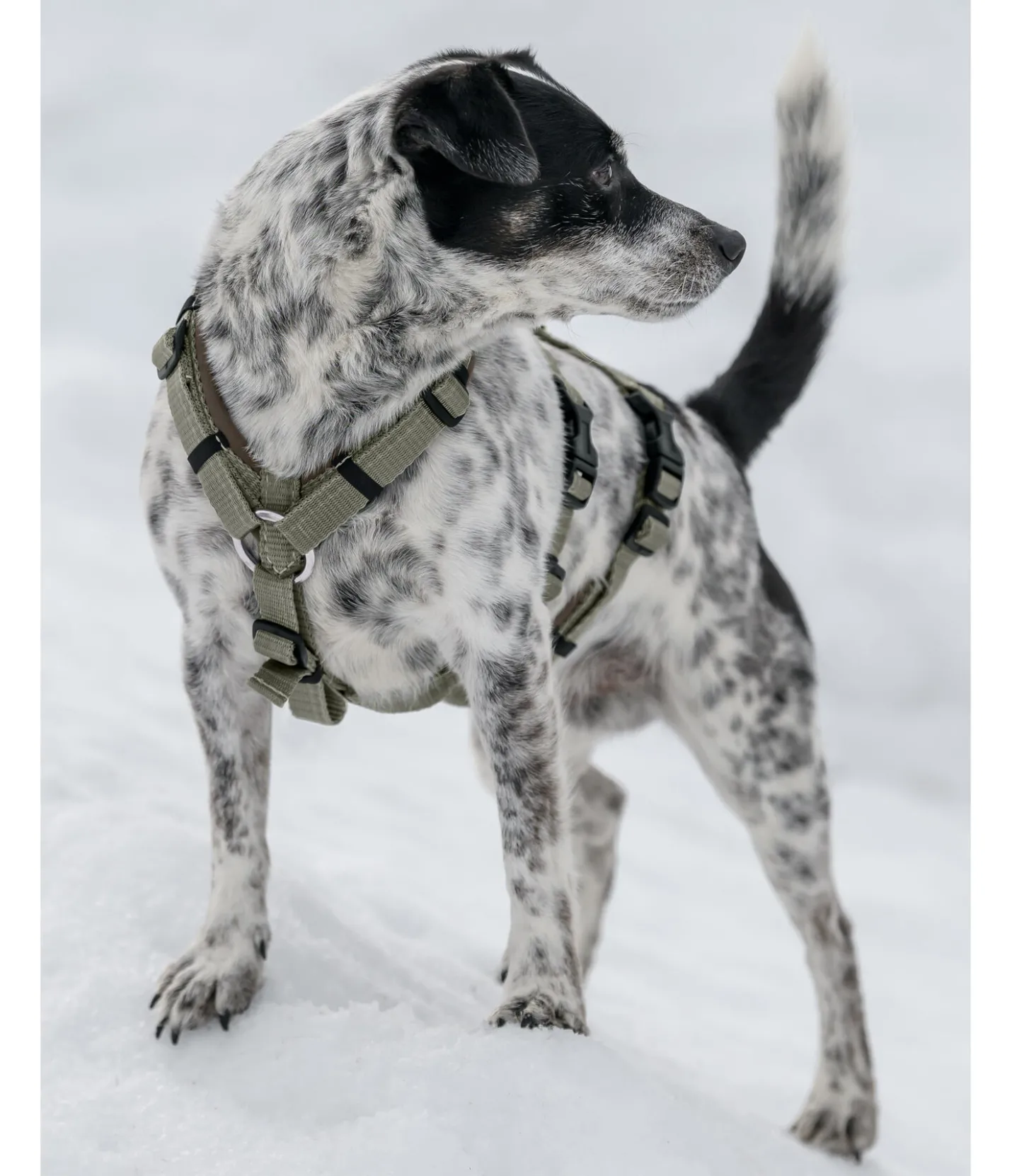 sugar dog Harnais de sécurité pour chien Irmi olive Online