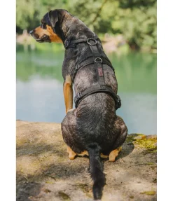 sugar dog Harnais de sécurité pour chien Irmi noir Online