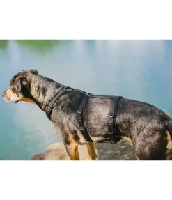 sugar dog Harnais de sécurité pour chien Irmi noir Online