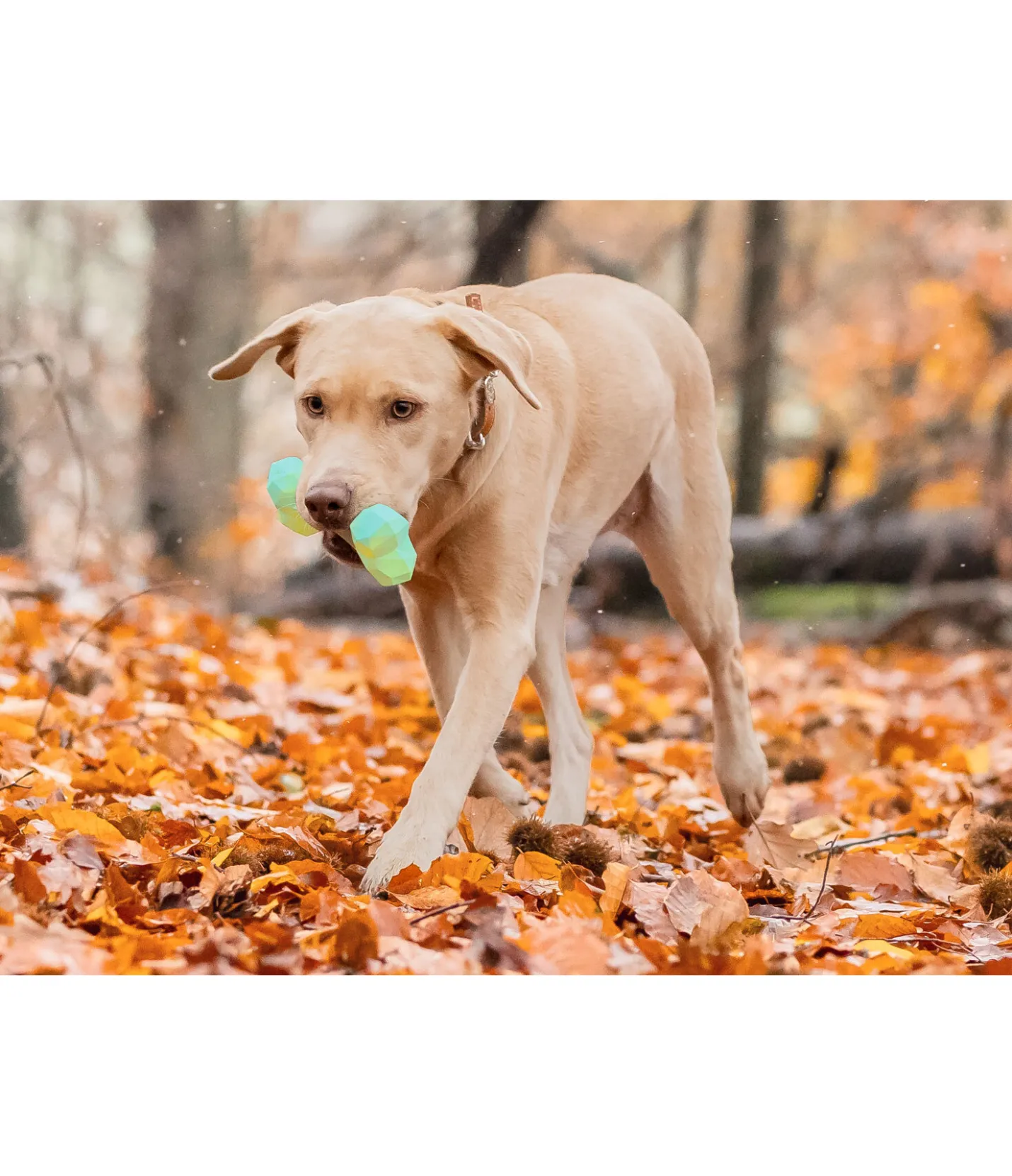 sugar dog Jouet d'eau pour chien Marble Bone Discount