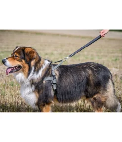 sugar dog Laisse courte pour chien Waterpoof noir New