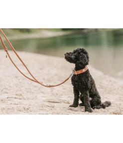 sugar dog Laisse en cuir cousu rond pour chien Certaldo tabac Best