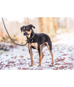 sugar dog Laisse retriever Nature Rope olive Best