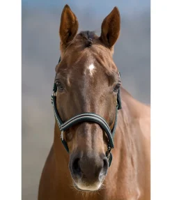 SHOWMASTER Licol Basic vert d´eau Sale