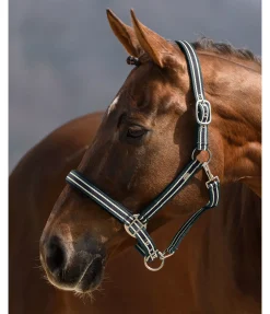 SHOWMASTER Licol Basic vert d´eau Sale