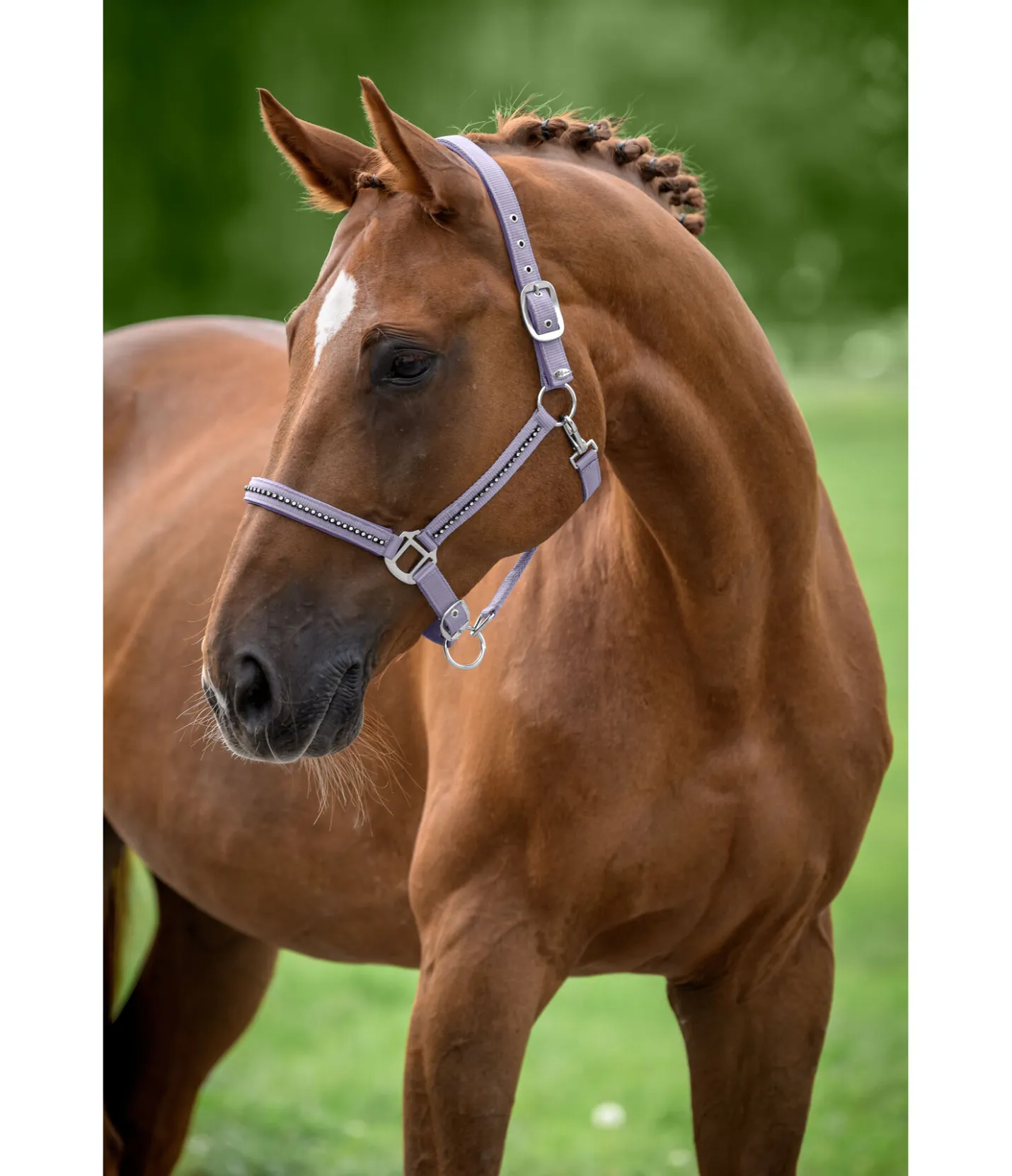 SHOWMASTER Licol Brilliant lilas Hot