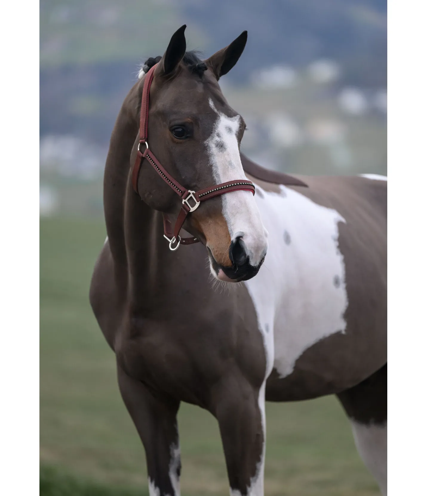 SHOWMASTER Licol Brilliant acajou